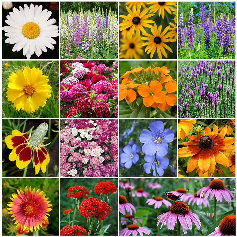 specialty wildflower mixes