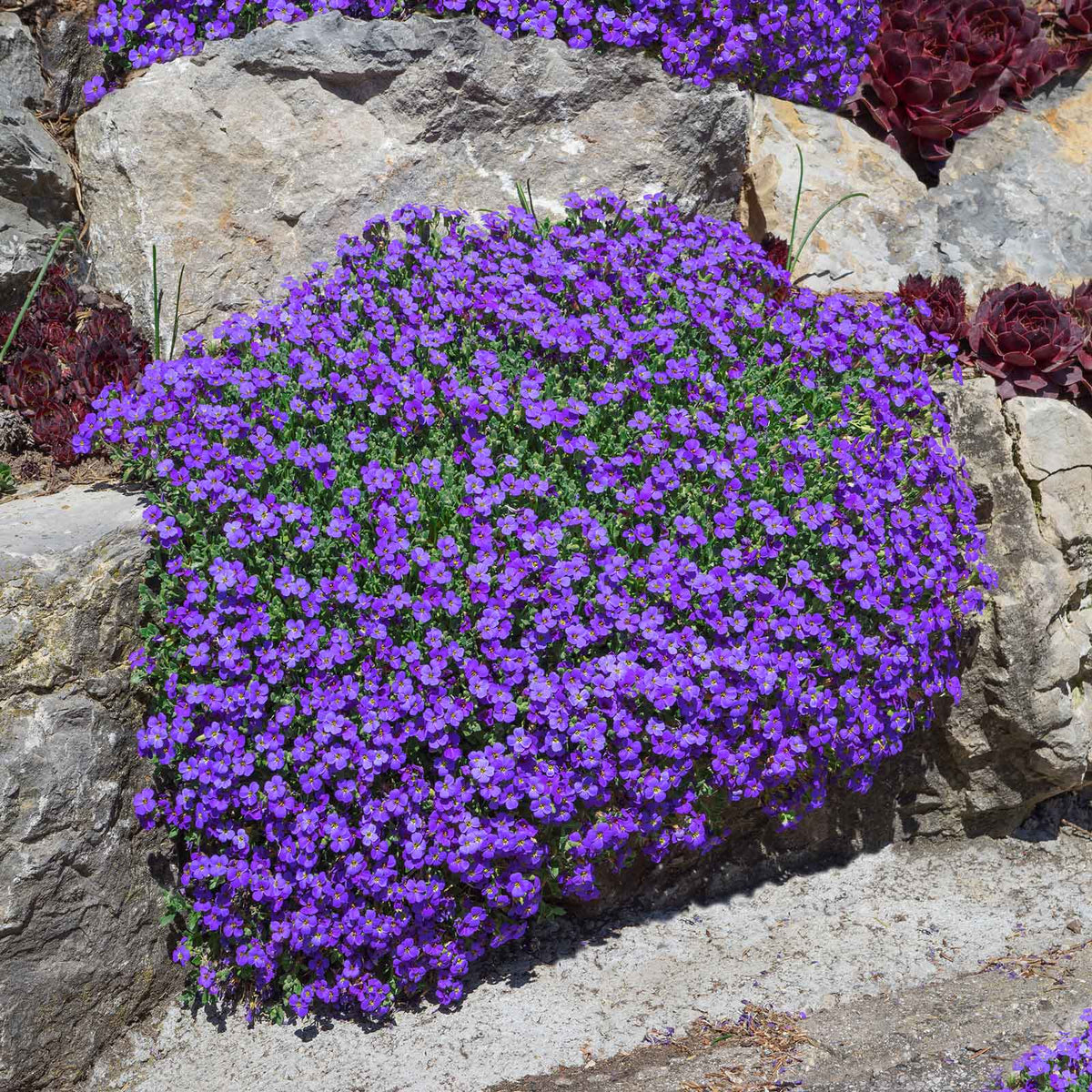 aubrieta seeds