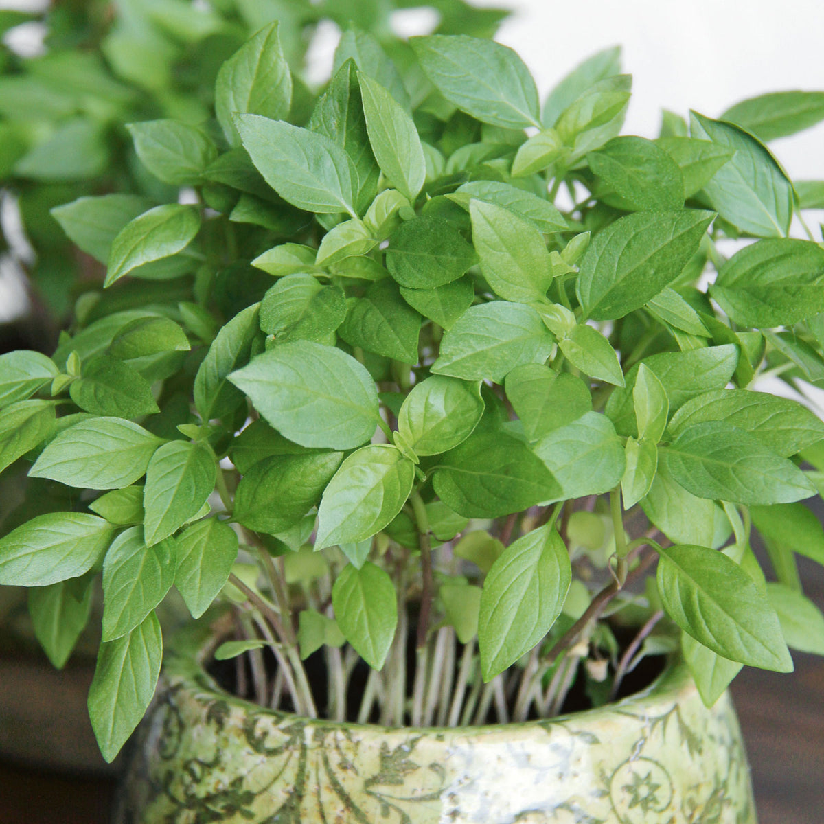 seeds to start indoors