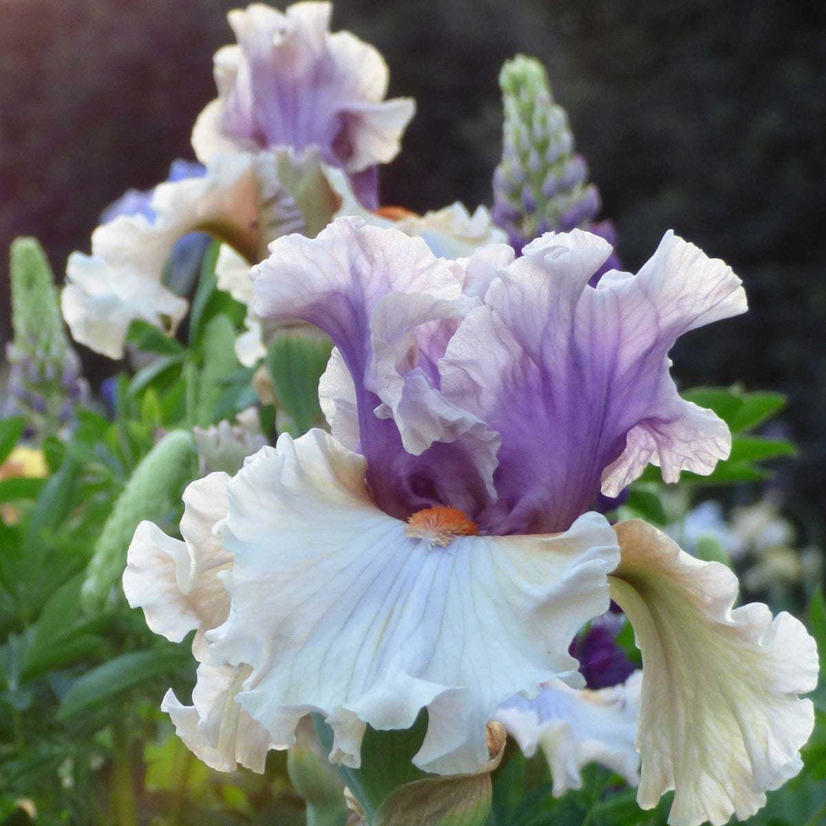 Bearded Iris on Sale