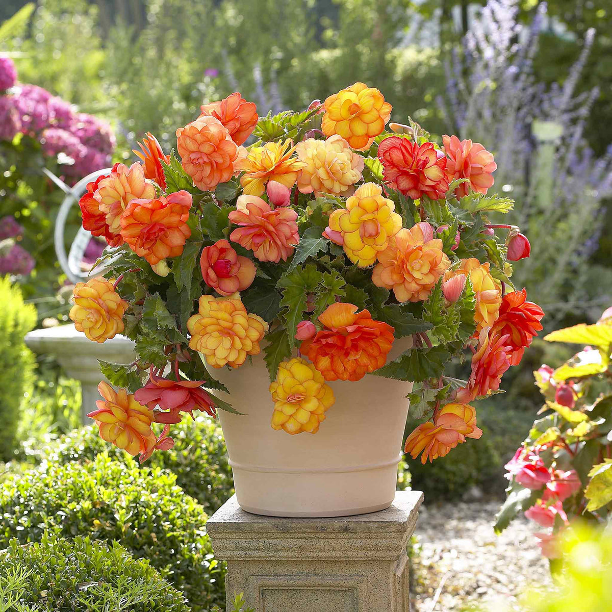 tuberous begonia bulbs
