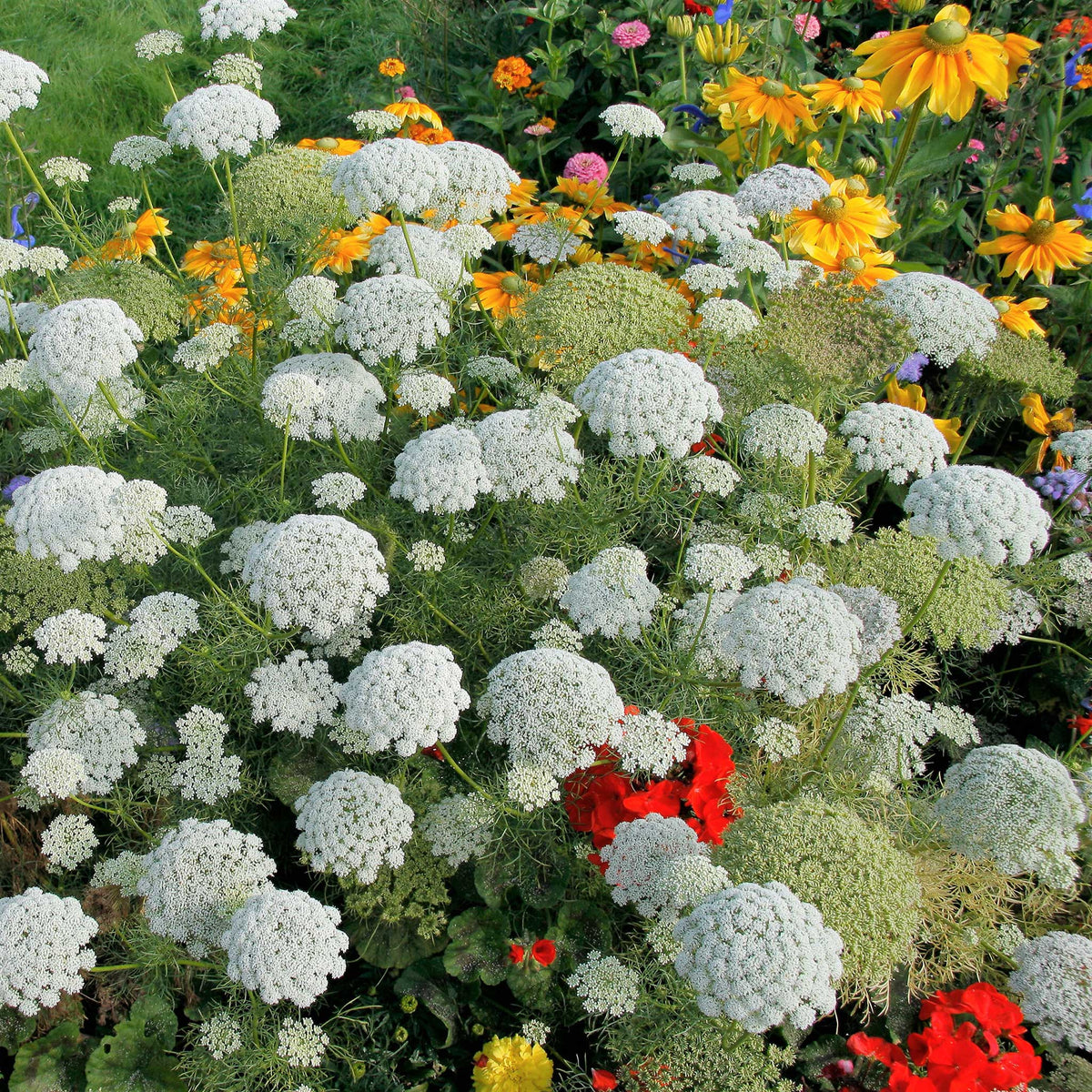 bishop's flower seeds