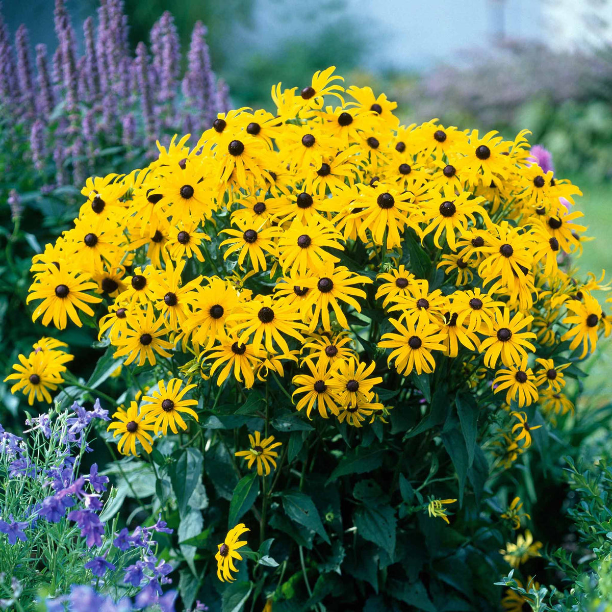deer resistant garden