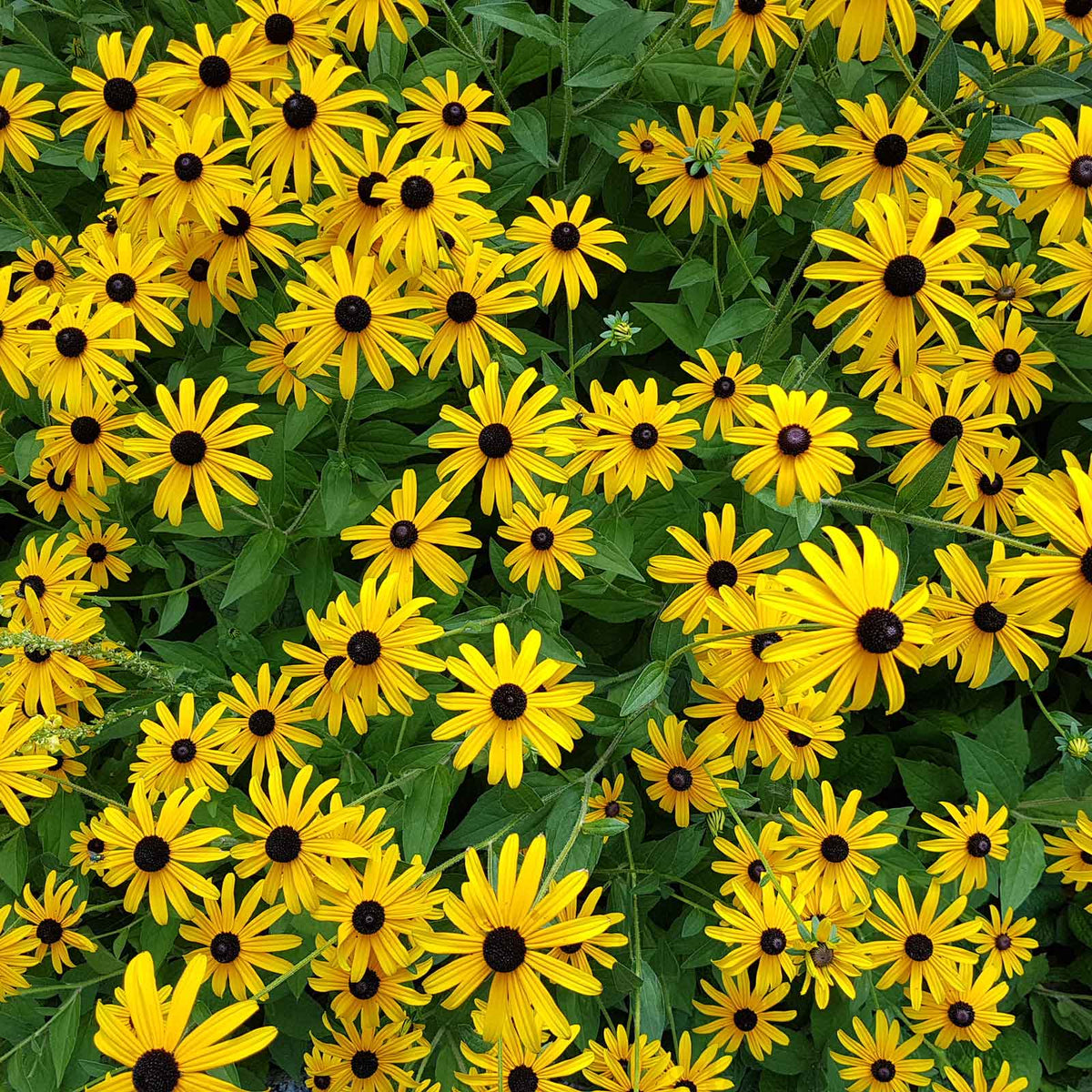 black eyed susan roots