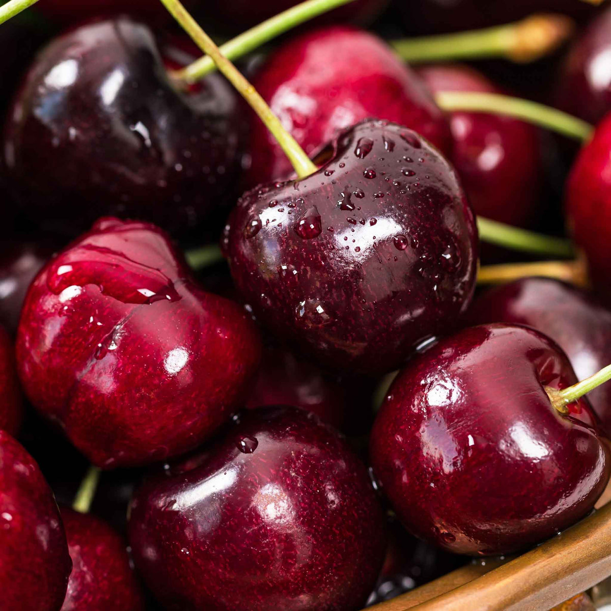 Cherry Trees