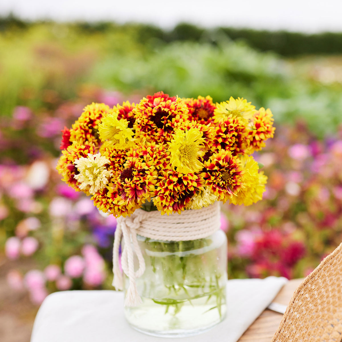 gaillardia seeds