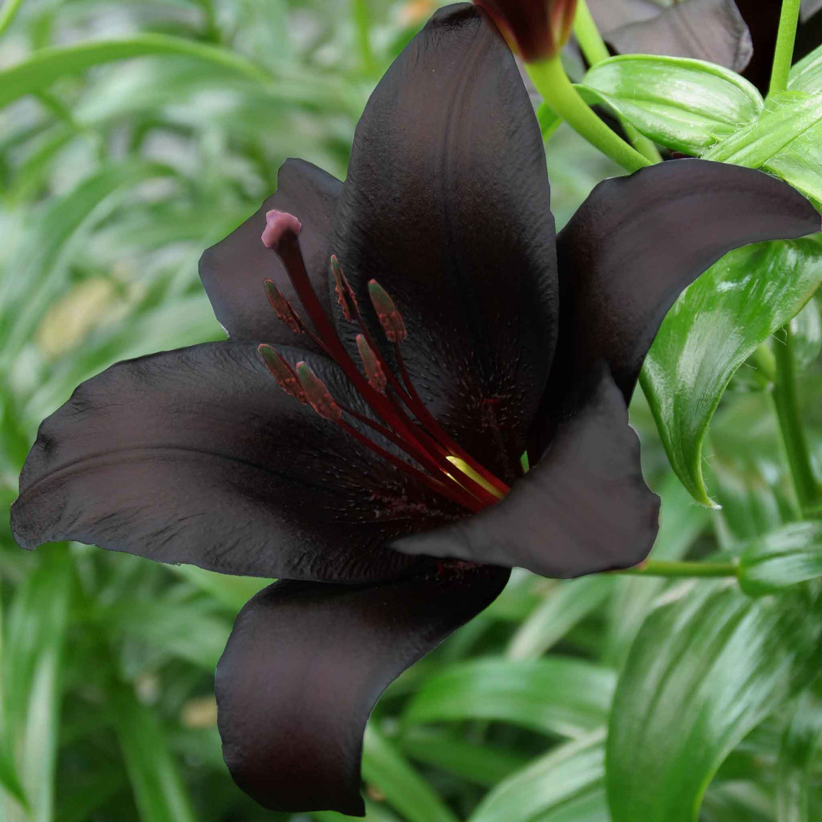 black flower seeds and bulbs