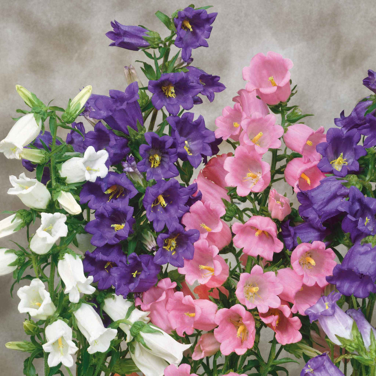 canterbury bell seeds