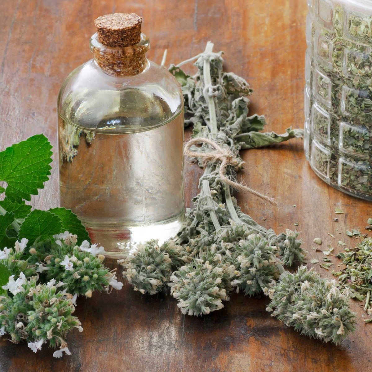 organic catnip seeds