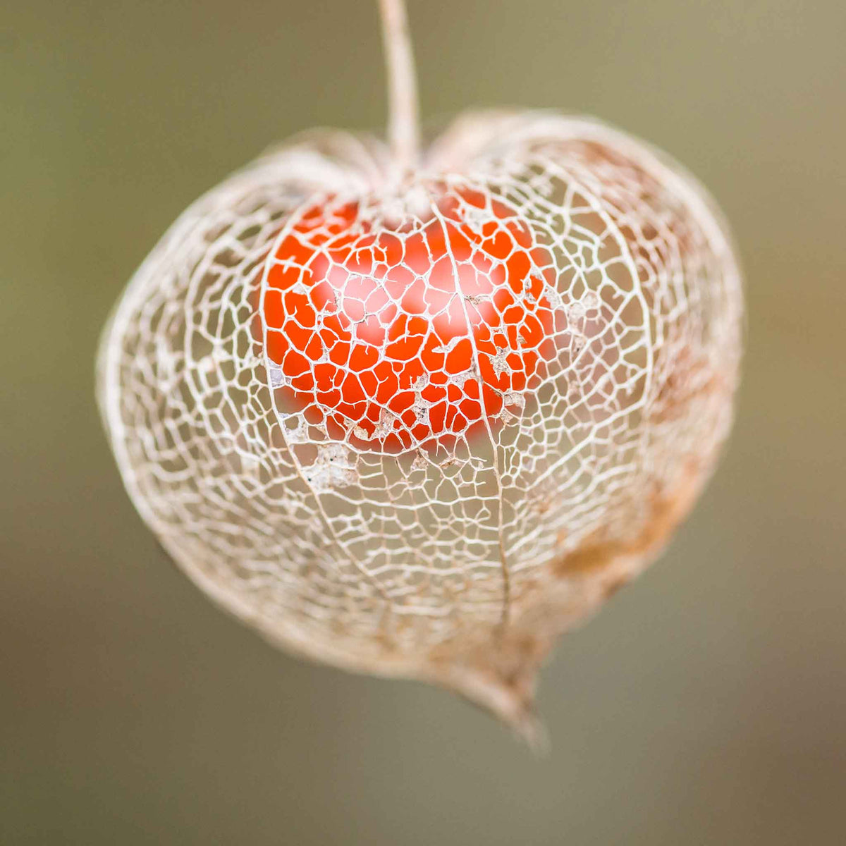 chinese lantern seeds