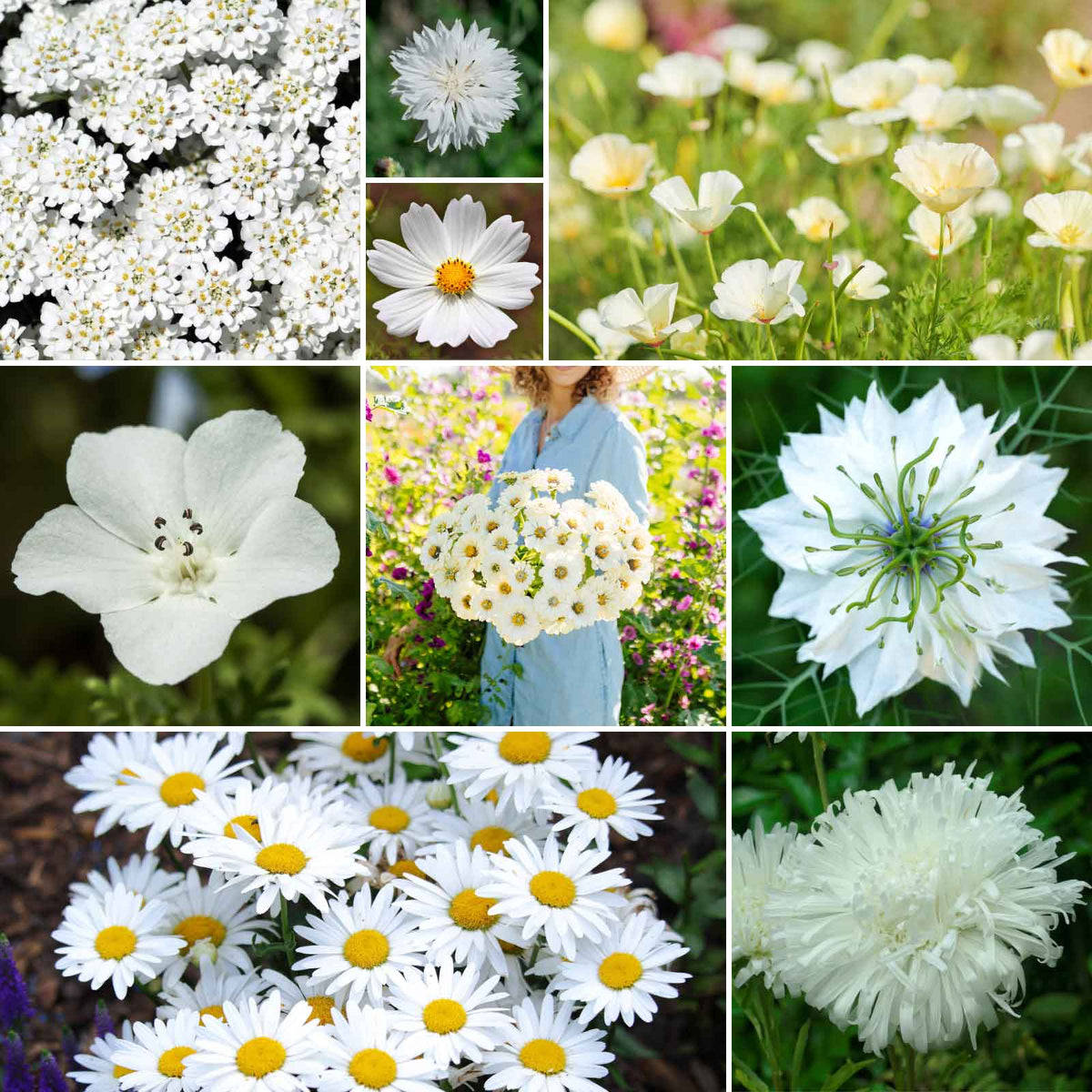 white wildflower seed mixes
