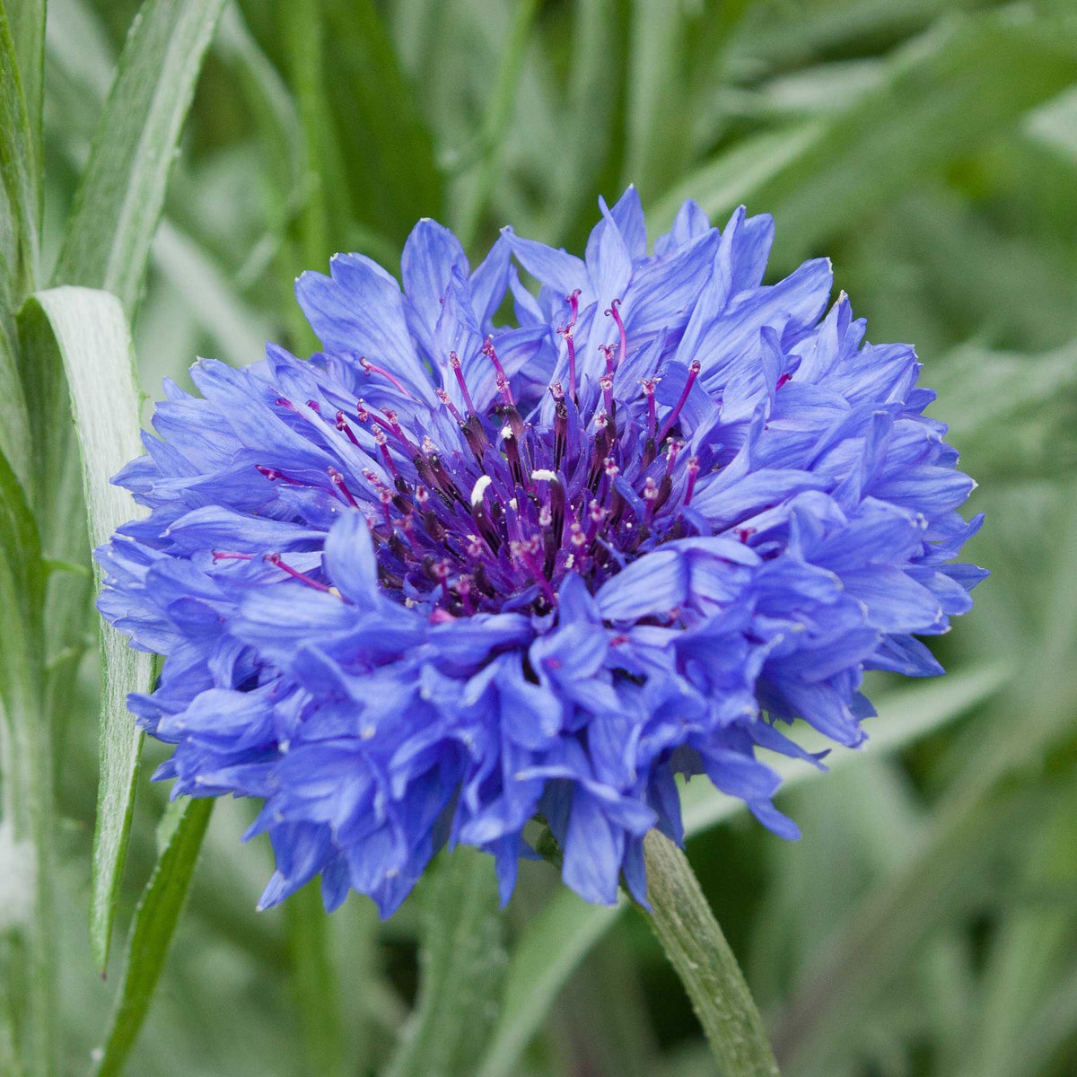 organic cornflower seeds