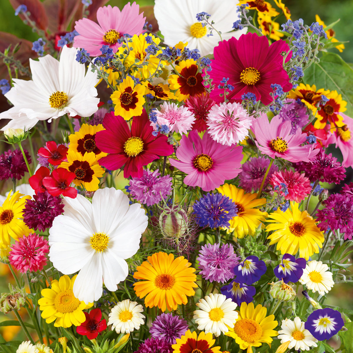 pollinator wildflower seed mixes