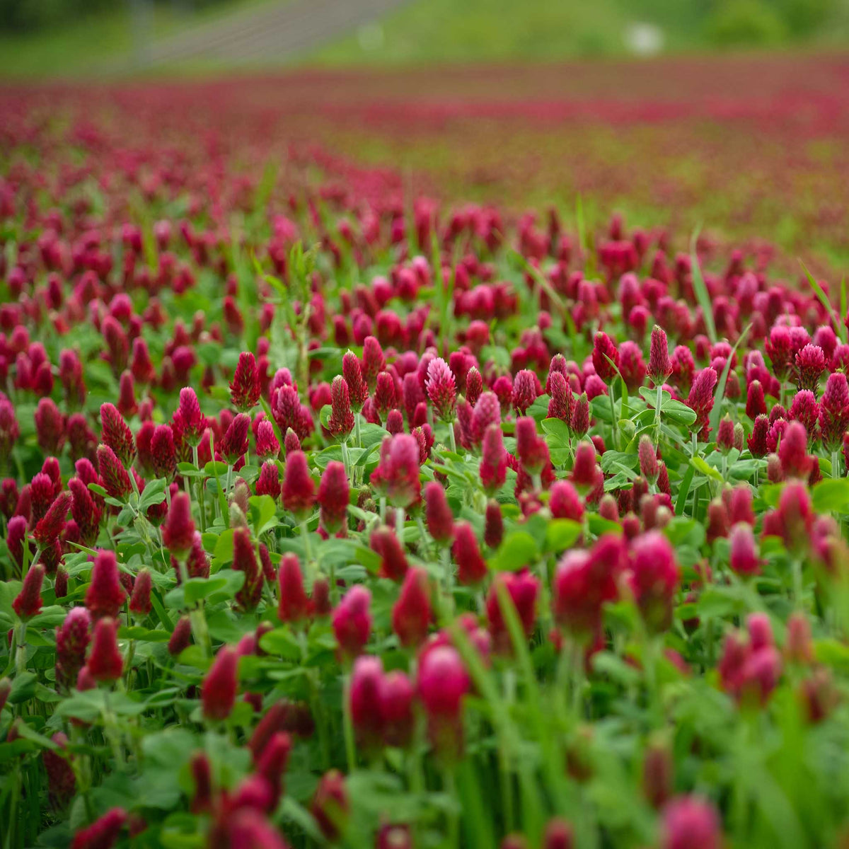 Cover Crop Seeds