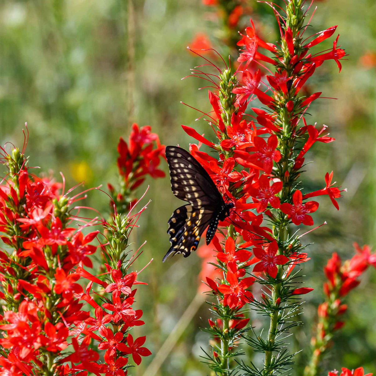 standing cypress seeds