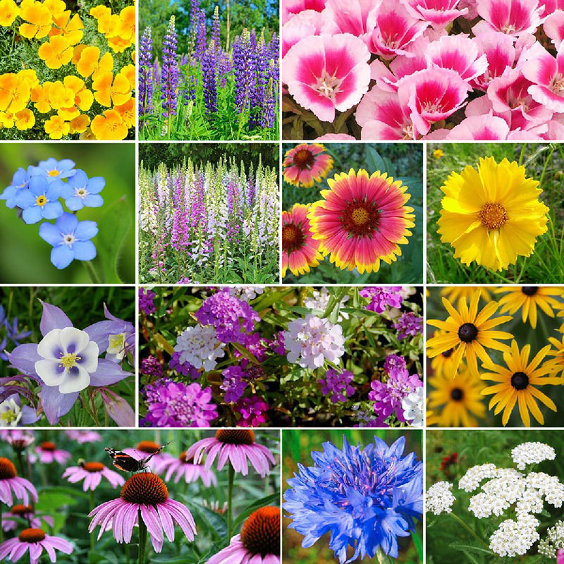 deer resistant wildflower seed mixes