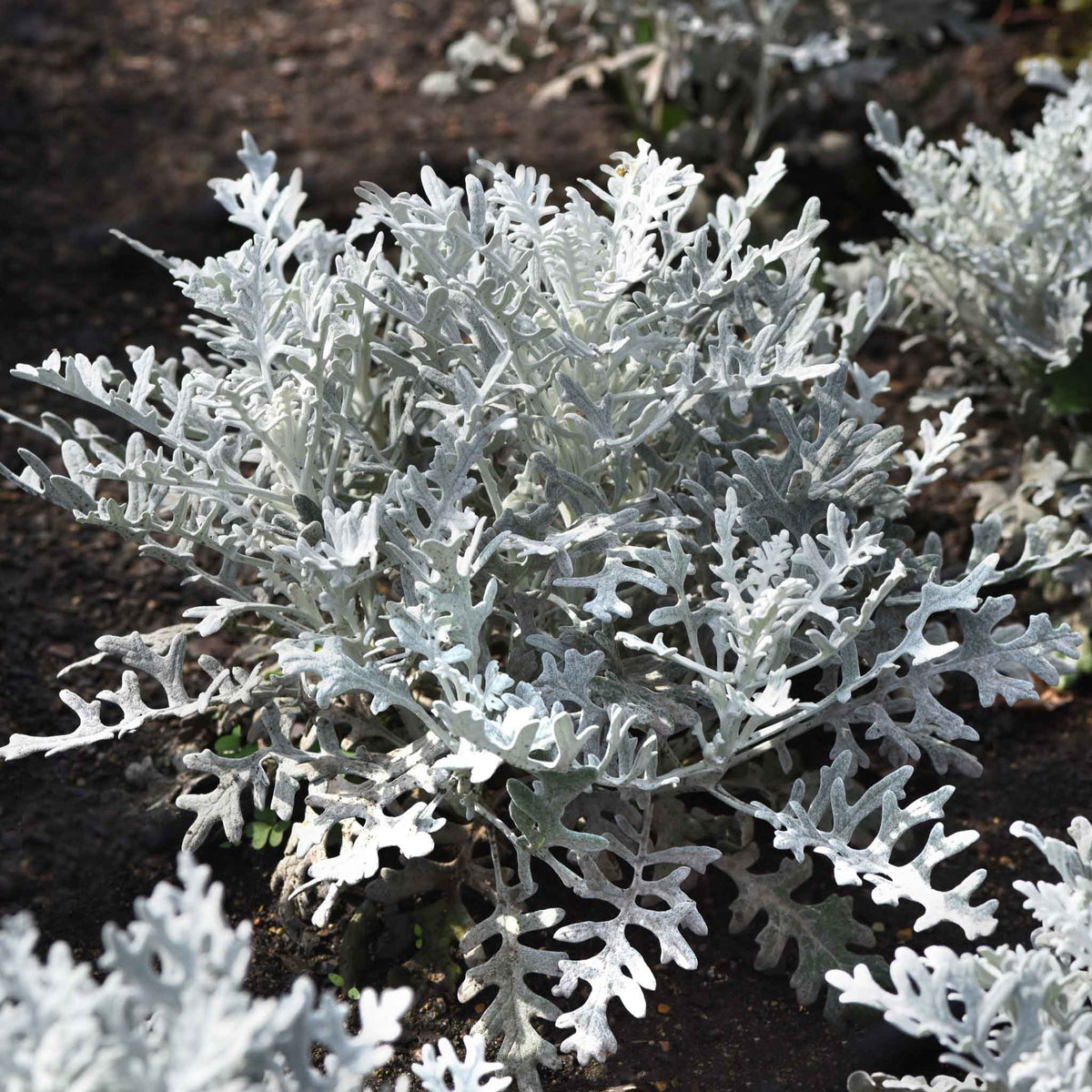 dusty miller seeds