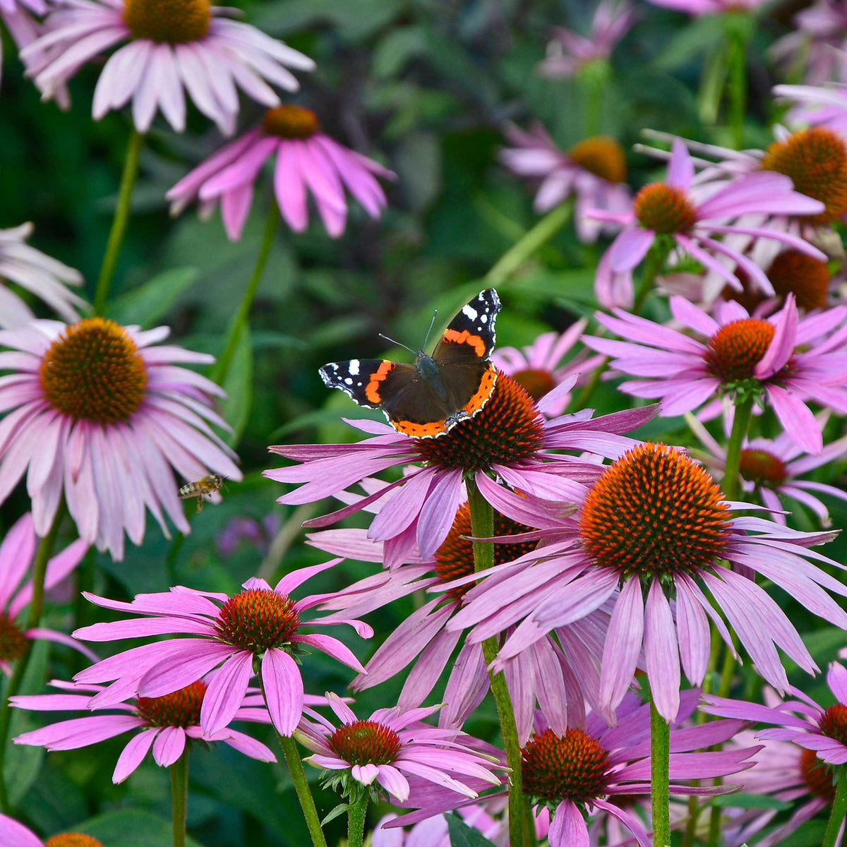 perennial flower seeds & bulbs