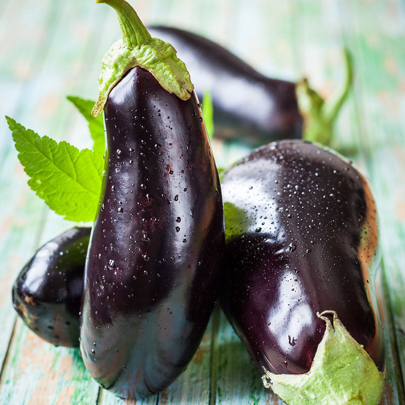 eggplant seeds