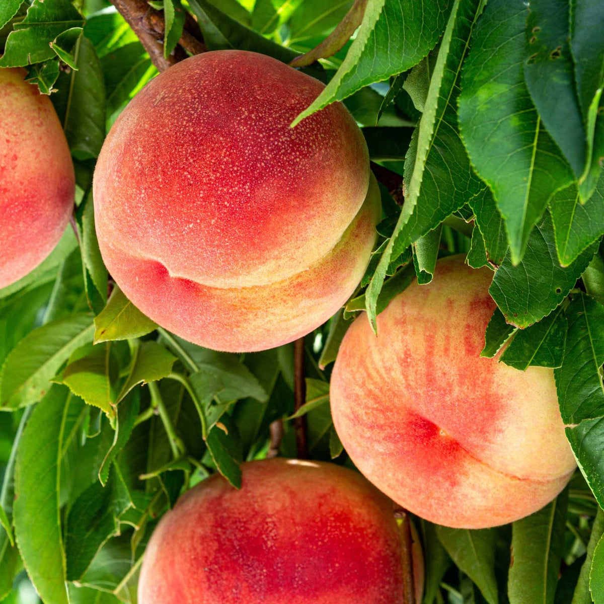 Peach Trees