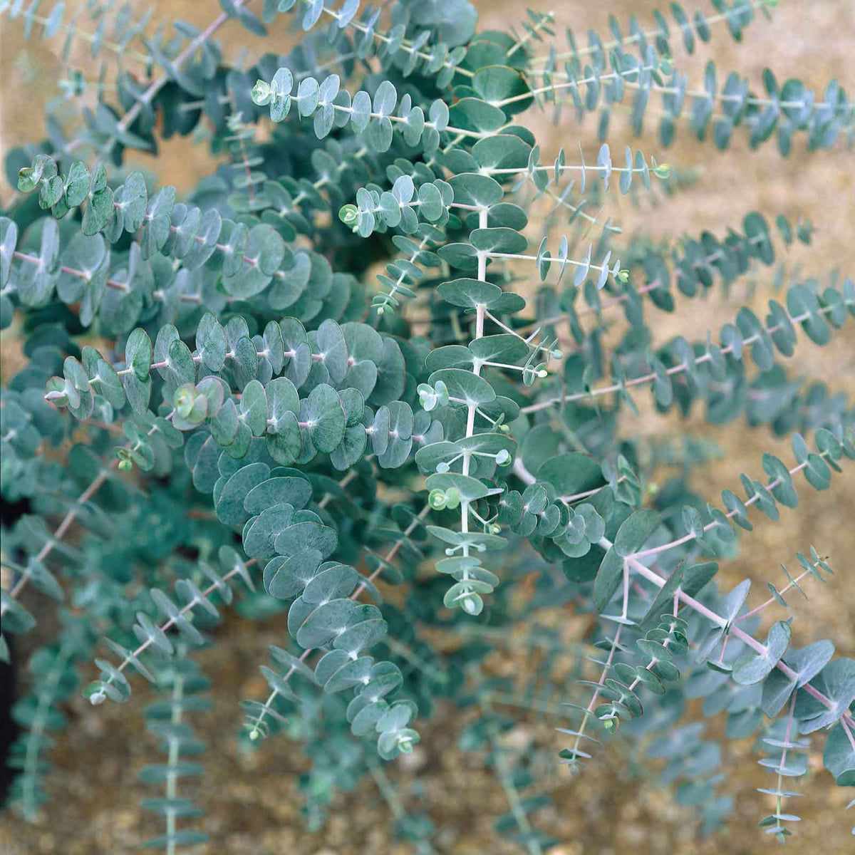 eucalyptus seeds