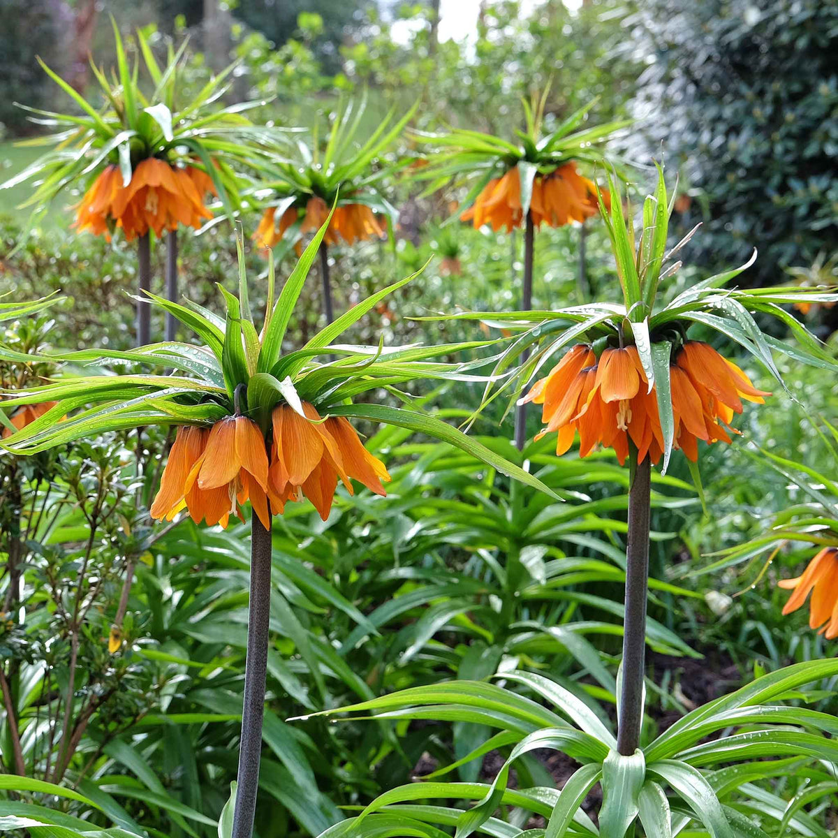 fritillaria bulbs