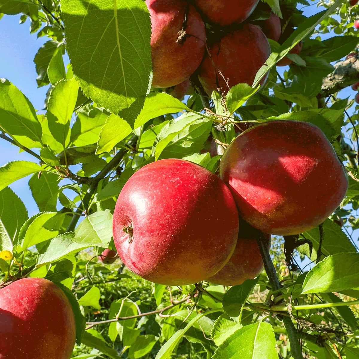 Red fuji apples hanging from a leafy tree branch in bright sunlight, with green leaves and blue sky visible.