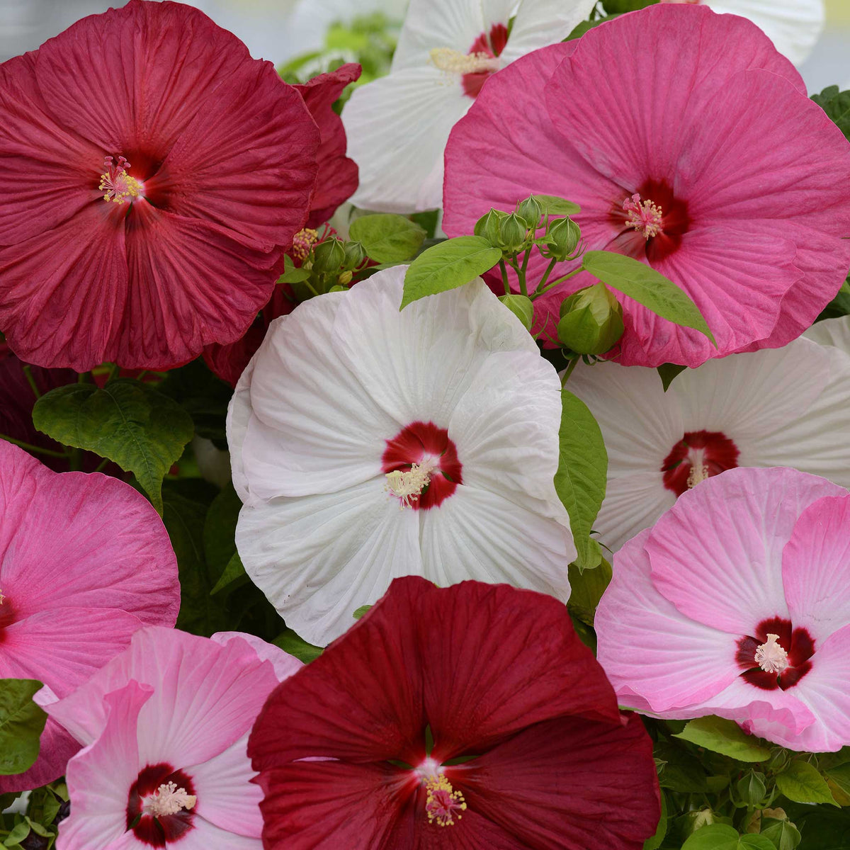Hibiscus Seeds
