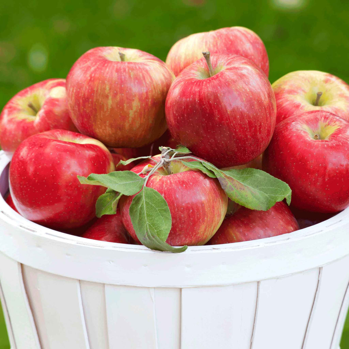 Apple Trees