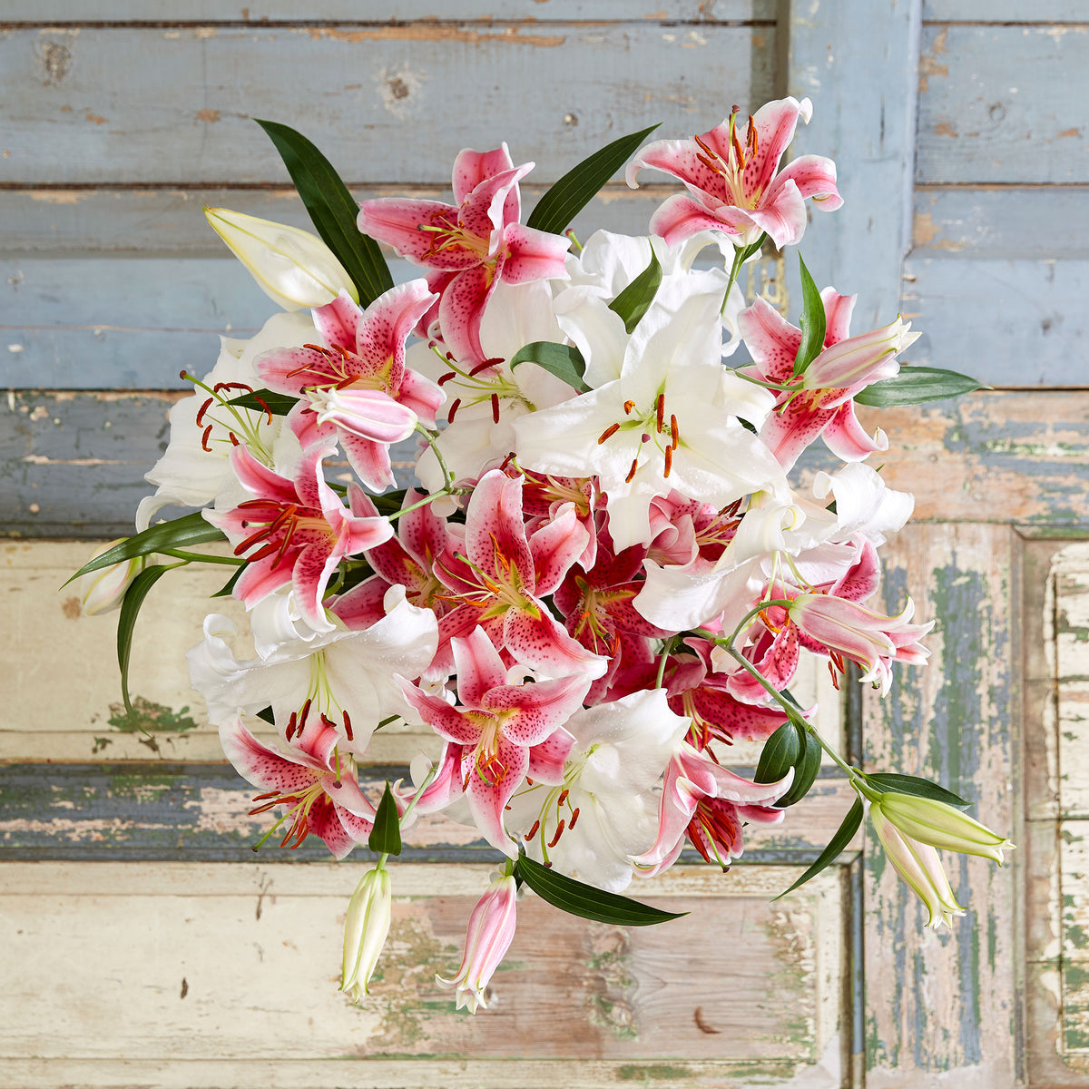 perennial bulbs and roots