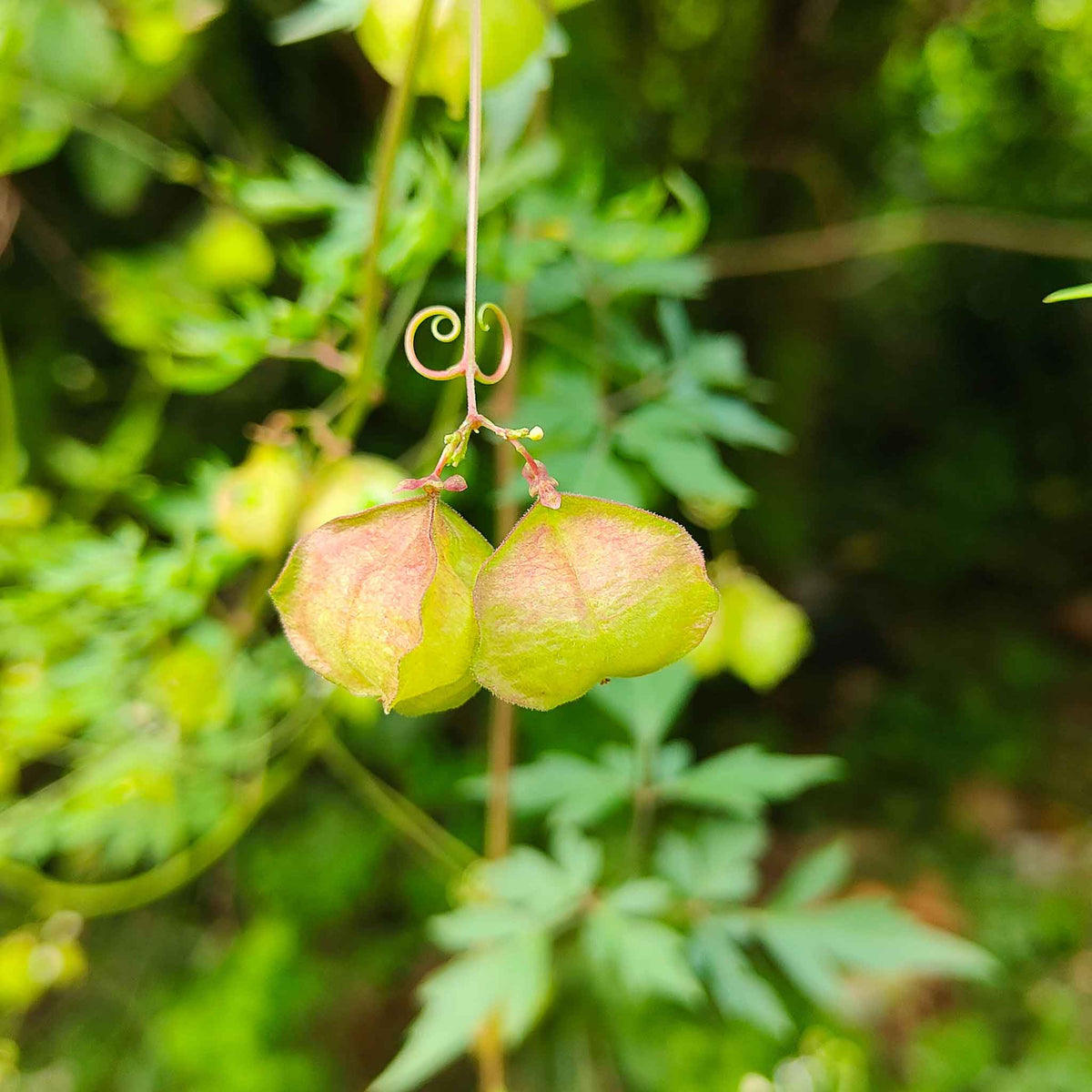 love in a puff seeds