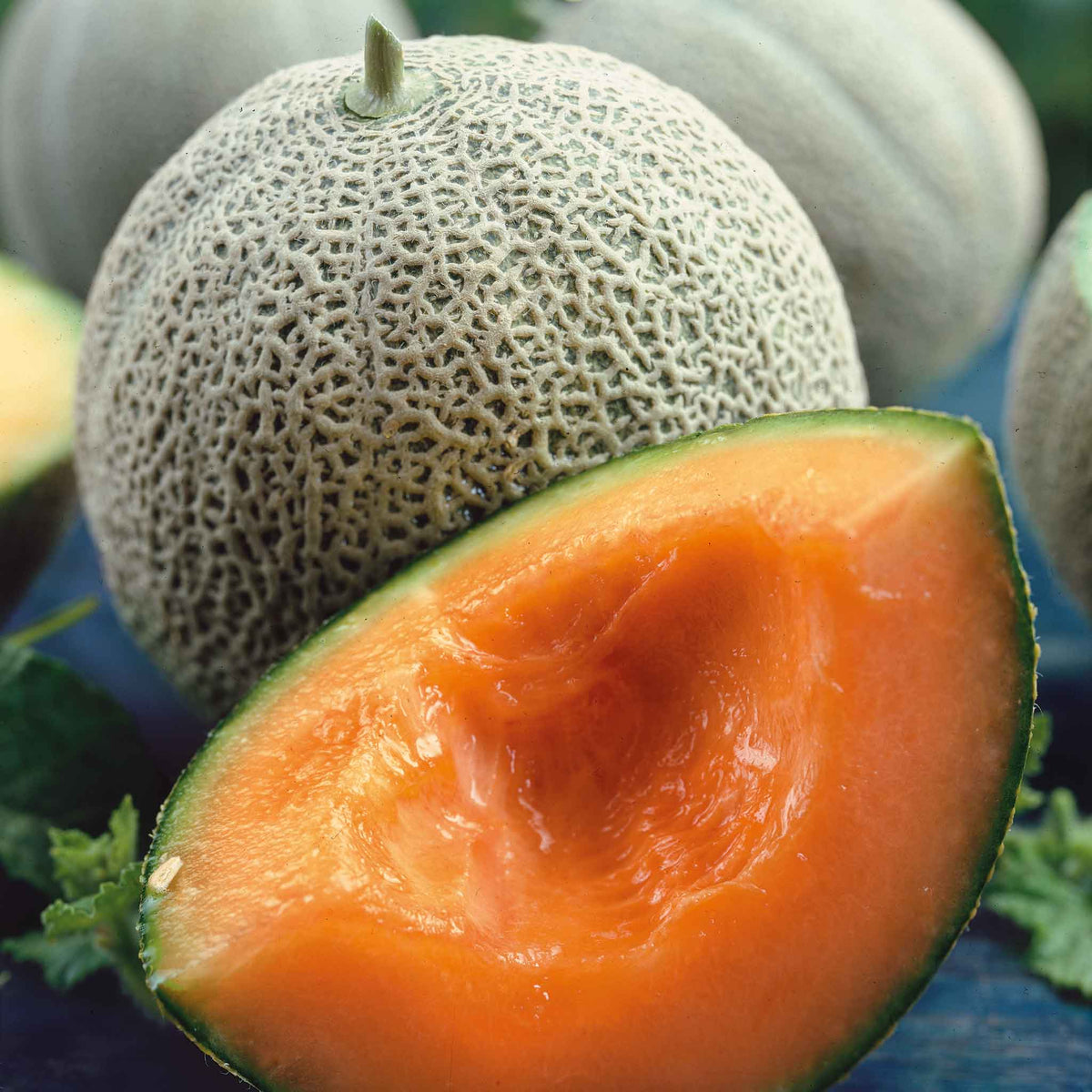 cantaloupe seeds