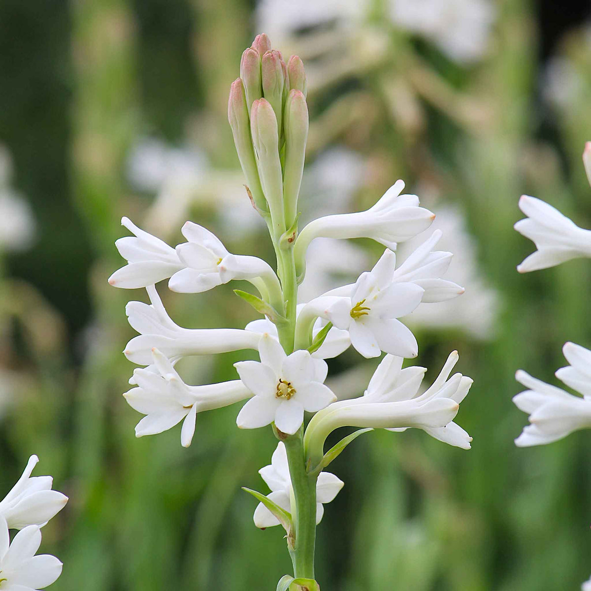 mexican tuberose bulbs