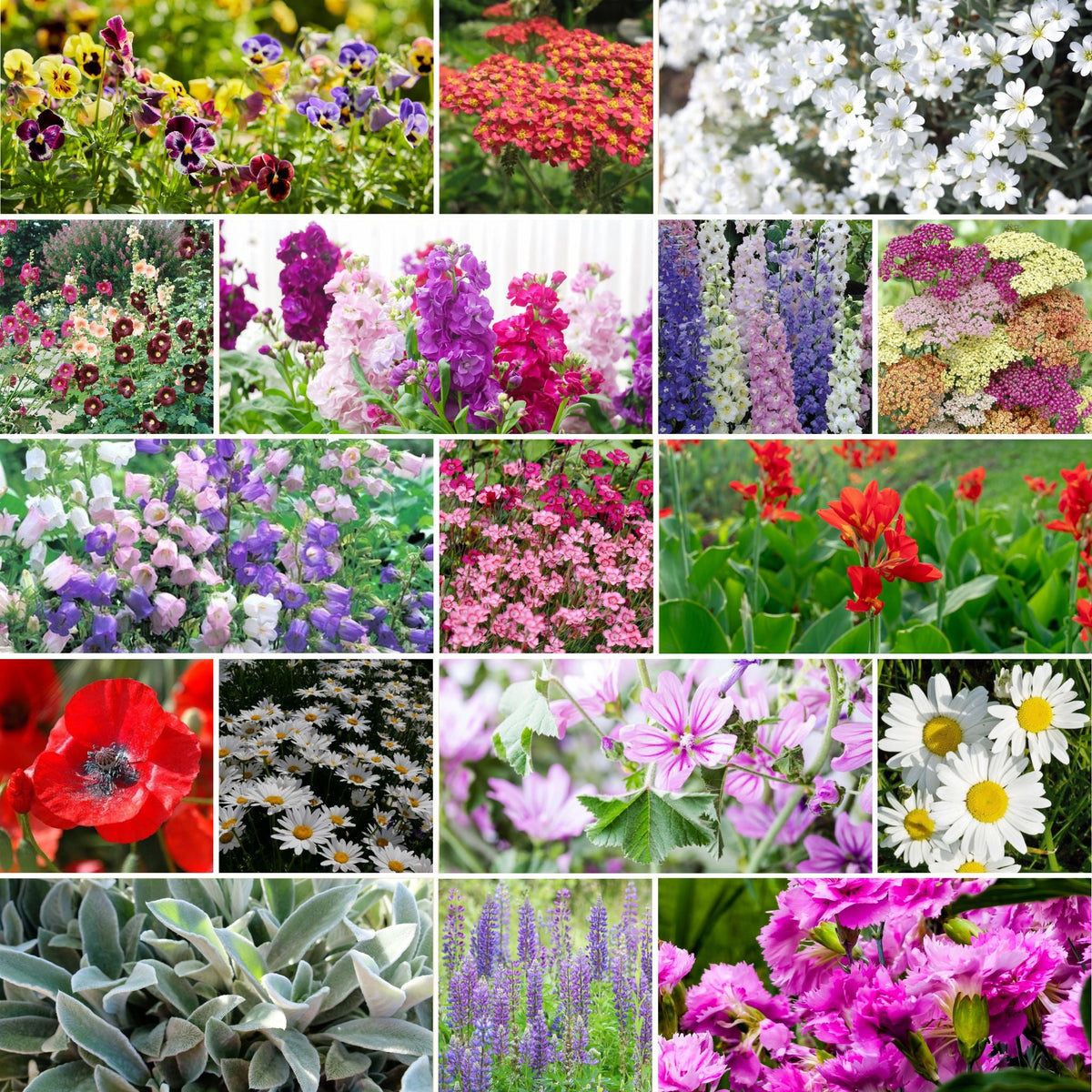 new flower seed mixes