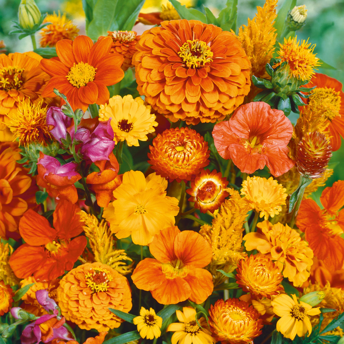 orange flowers