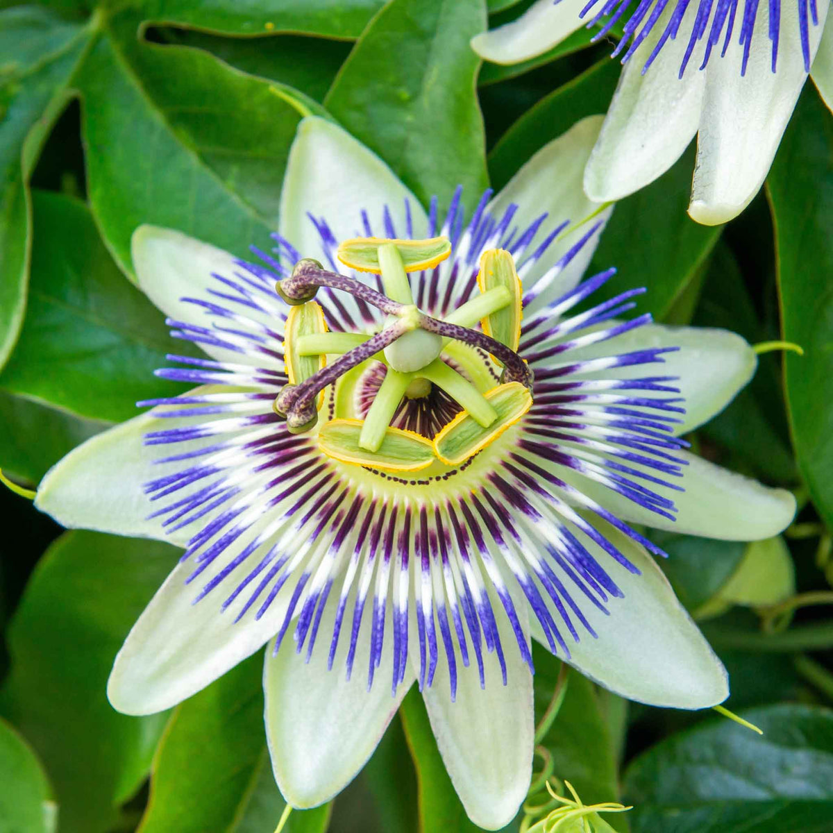 passiflora seeds