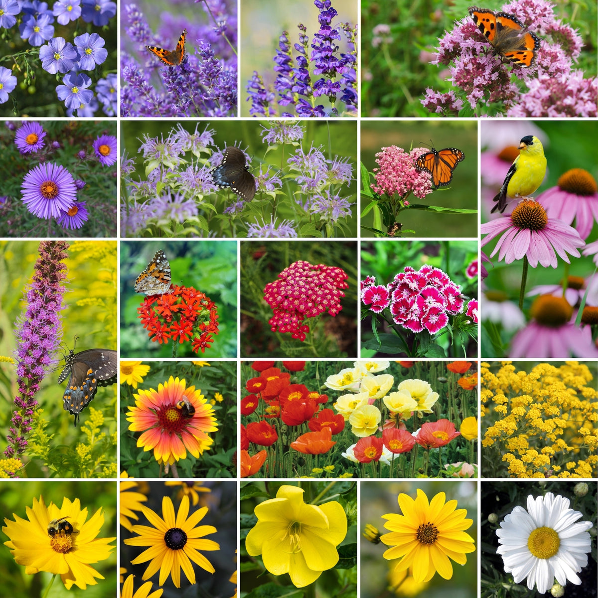 wildflower mixes - 5 pounds