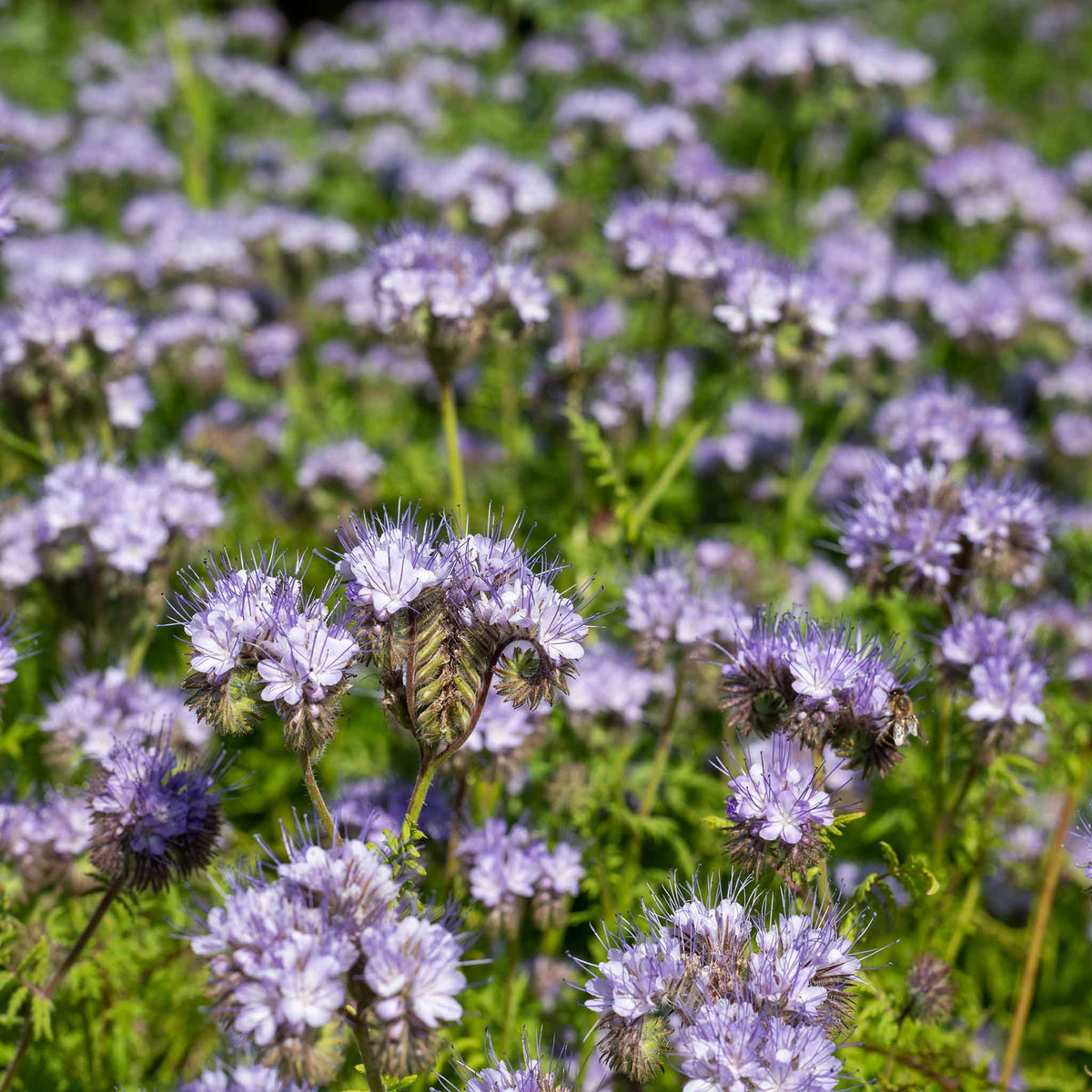 lacy phacelia seeds