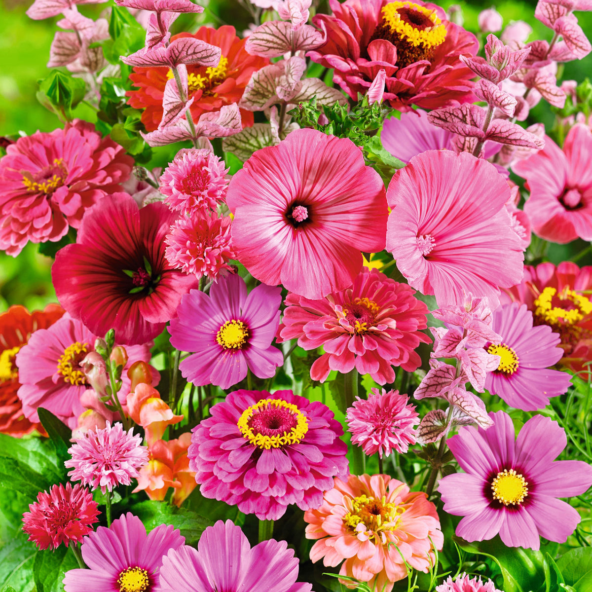 pink wildflower seed mixes