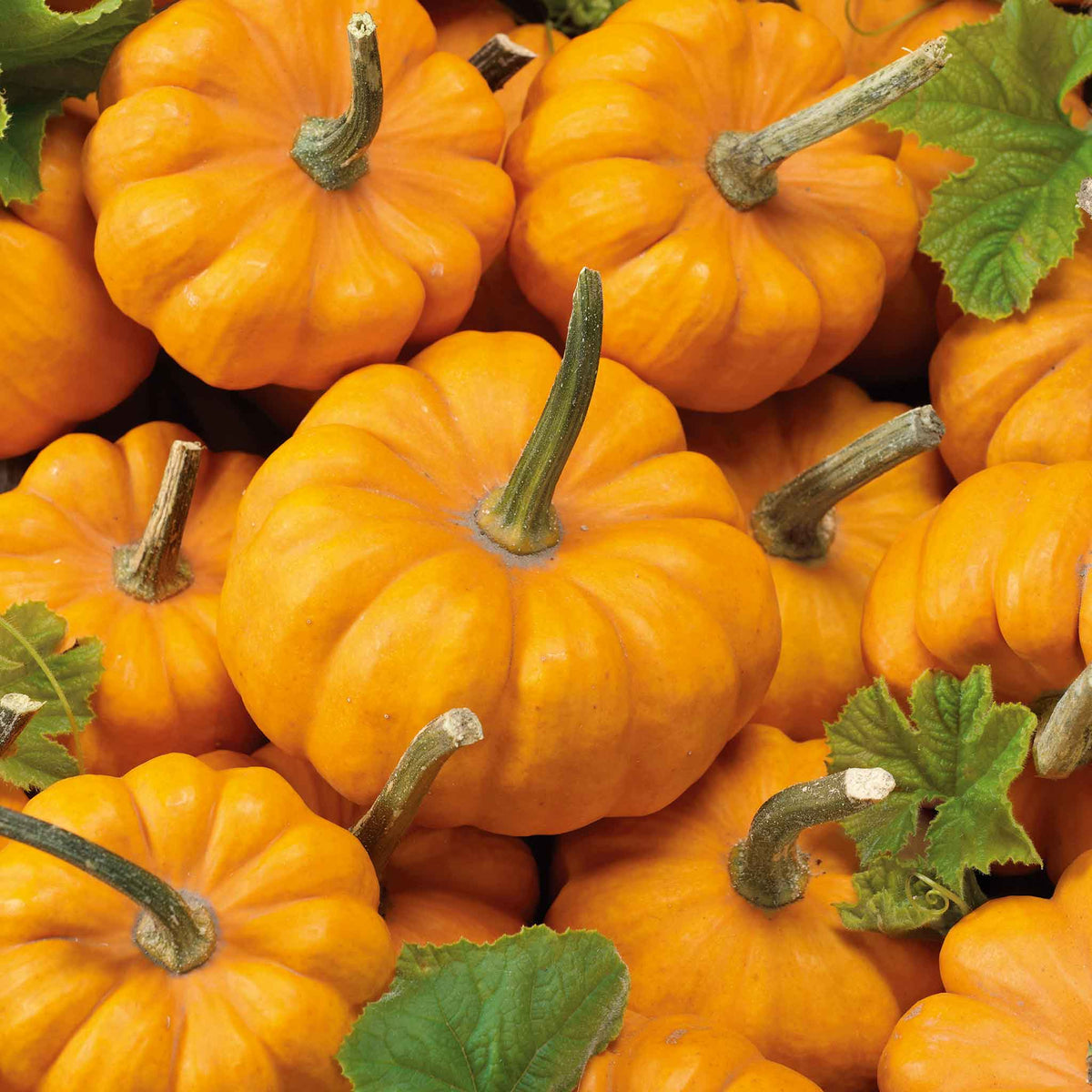 organic pumpkin seeds