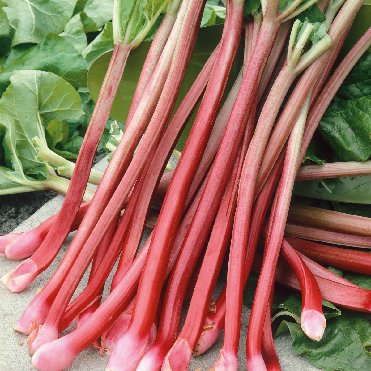 rhubarb seeds