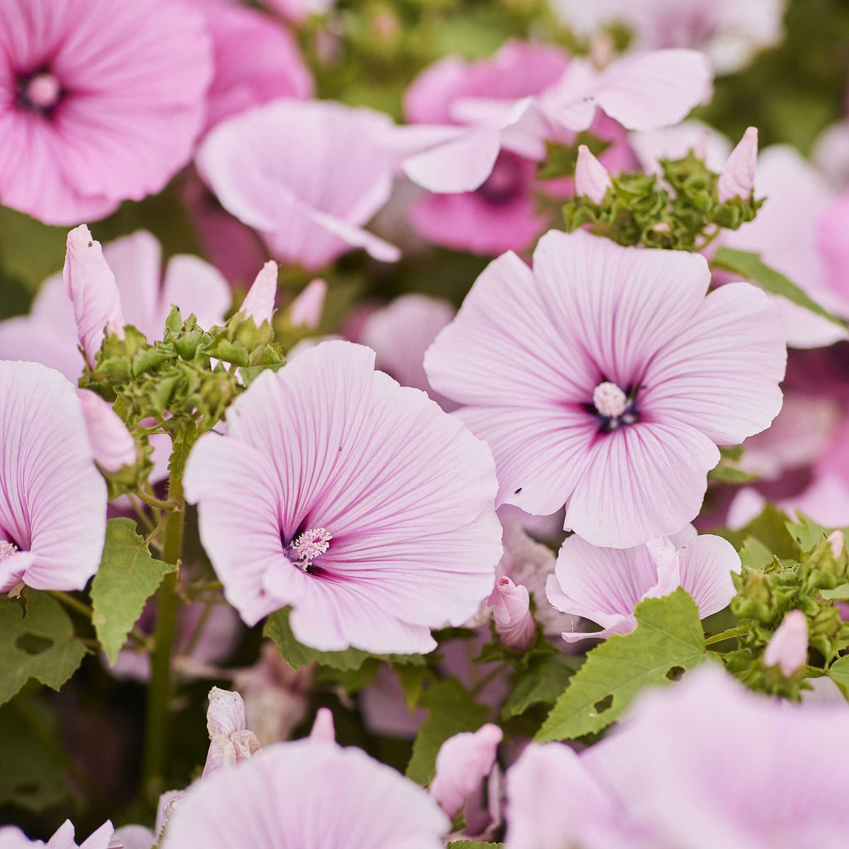 rose mallow seed