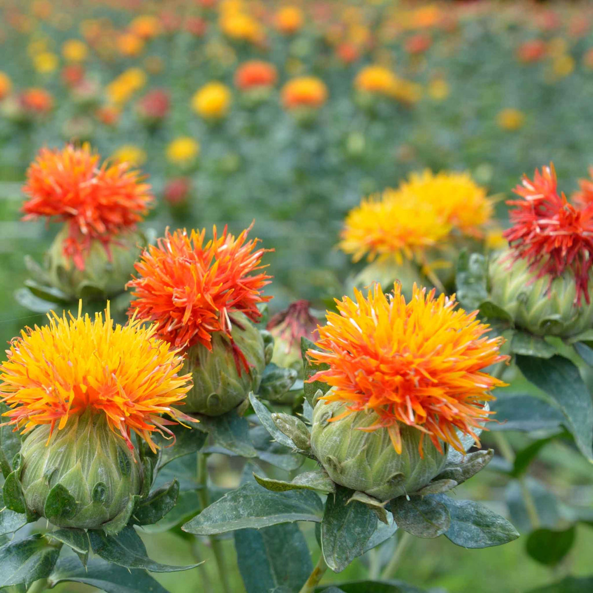 safflower seeds