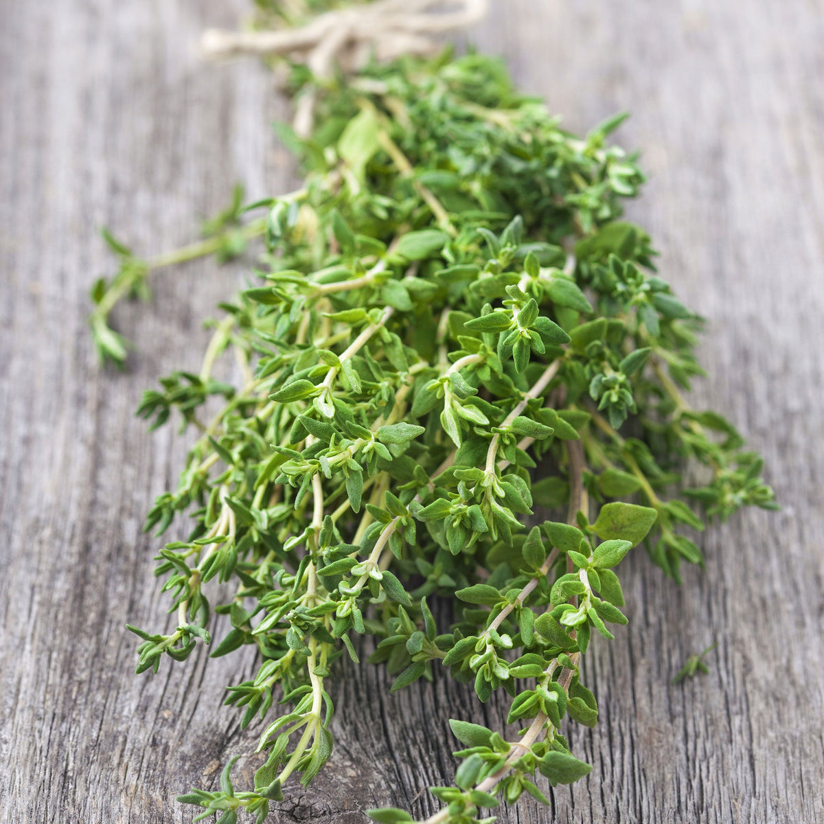 heirloom thyme seeds