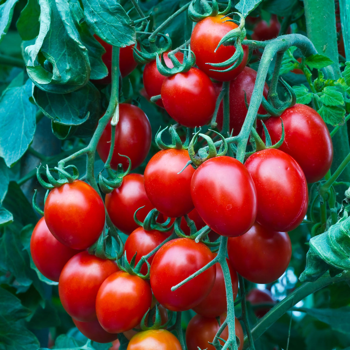 heirloom vegetable seeds