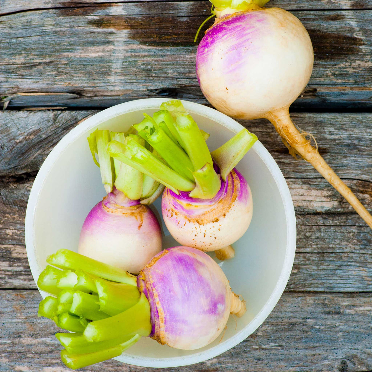 organic turnip seeds