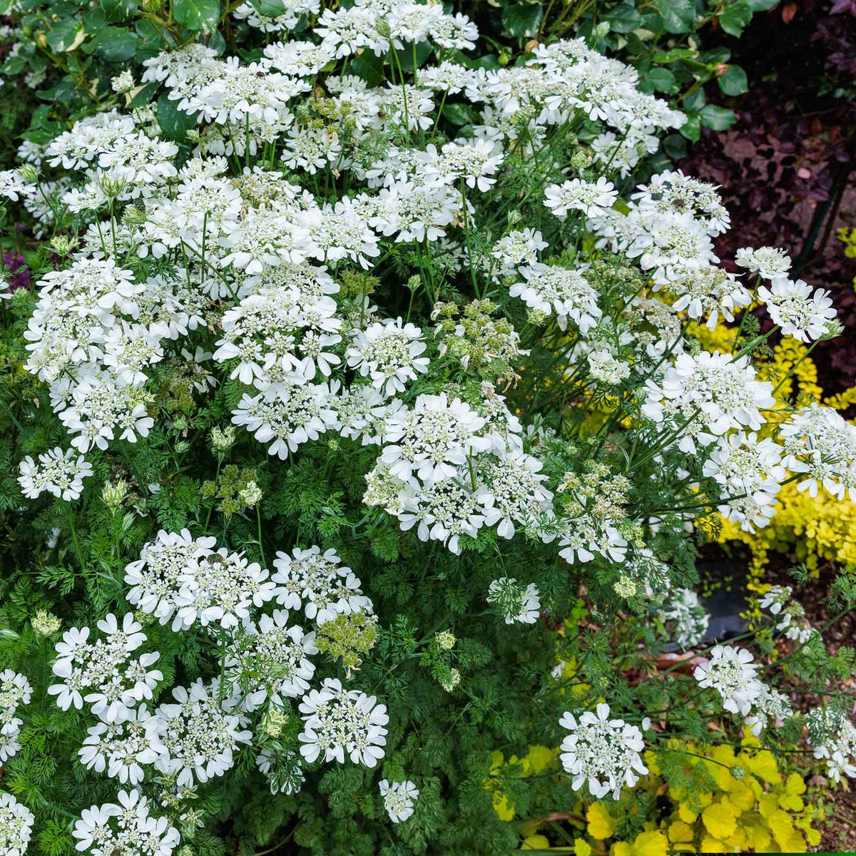 White Lace Seeds
