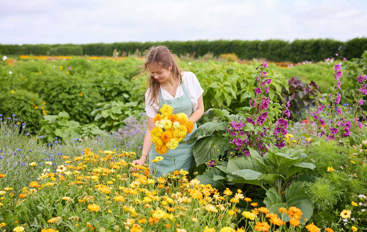 A woman in a white shirt and light green apron stands in a lush flower field, holding a large bouquet of yellow and orange marigolds. The scene is filled with green foliage, purple flowers, and a soft, natural outdoor background.