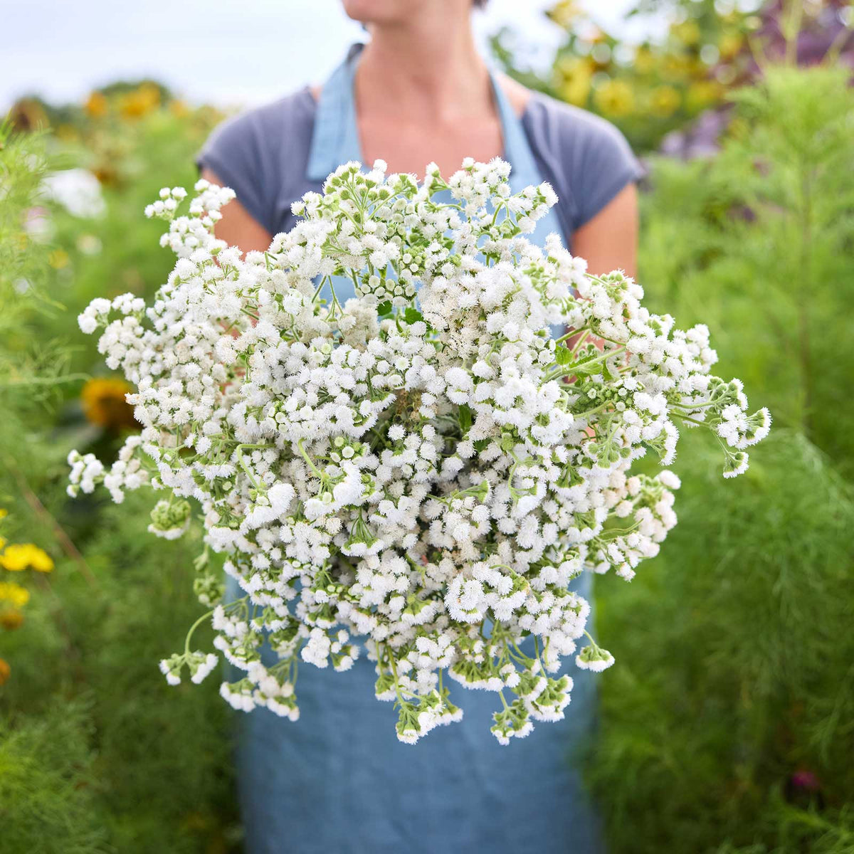 Person holding a bouquet of ageratum dondo white flowers in a garden setting.
