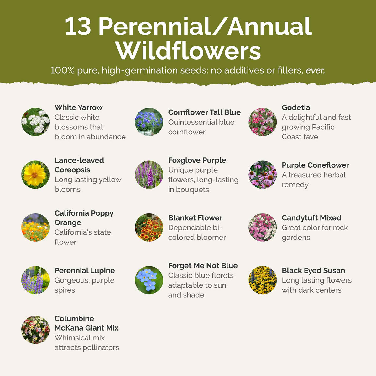 List of flower species and seeds included in the Wildflower Seed Mix.